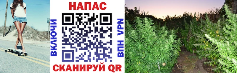 Каннабис ГИДРОПОН  Плёс 